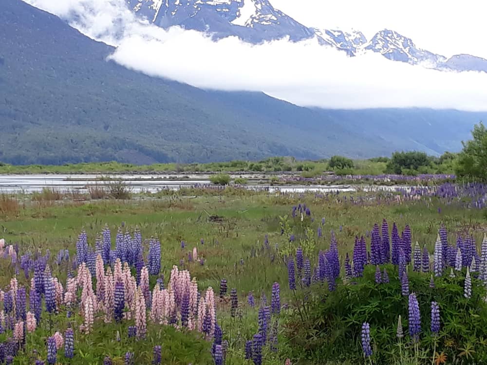 Lupins and Moody Mountains - private guided tours of New Zealand